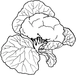 Couve-flor ilustrada, fácil página para colorir, impressão gratuita