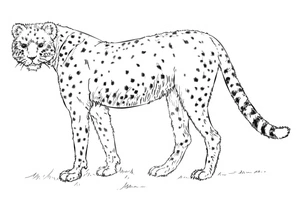 Página para Colorir Página para Colorir de Guepardo para Download Gratuito