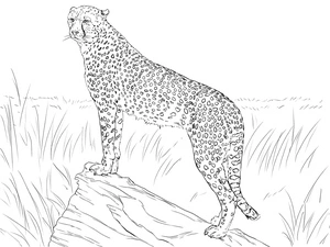 Página para Colorir Guepardo em seu Habitat Natural
