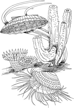 Amêijoa