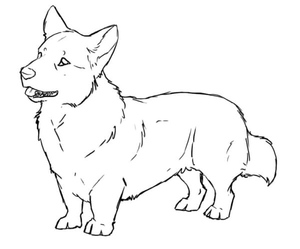 Corgi com Rabo de Cavalo Fofinho