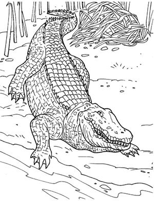 Página para Colorir Mandala de Crocodilo - Folha 6