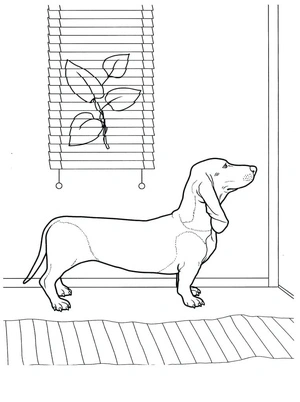 Página para Colorir Um Dachshund
