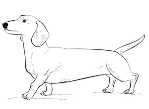 Página para Colorir Página de Ilustrações de Dachshund