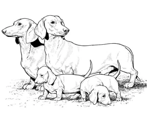 Página para Colorir Família de Dachshunds