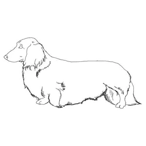 Página para Colorir Foto de Dachshund