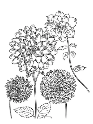 Dália Grátis Coloring Page