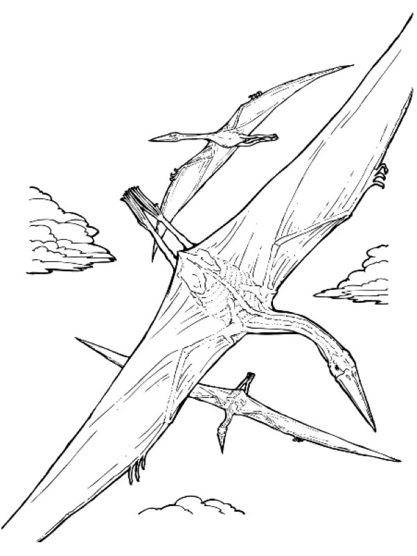 Página para Colorir Pterossauro Gigante