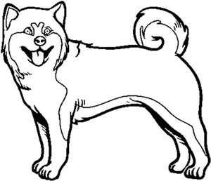 Página para Colorir Cachorro Akita dos Estados Unidos