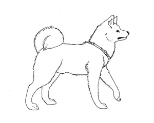 Akita da América