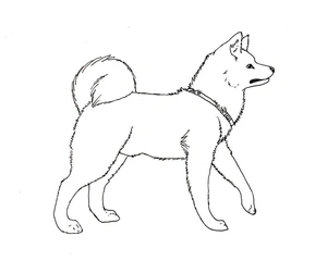 Página para Colorir Akita da América