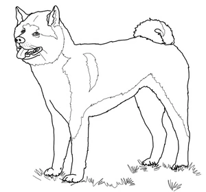 Página para Colorir Página para Colorir Akita Americano