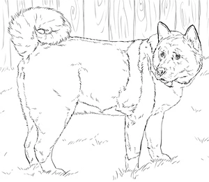 Página para Colorir Página para Colorir do Akita Americano para Imprimir