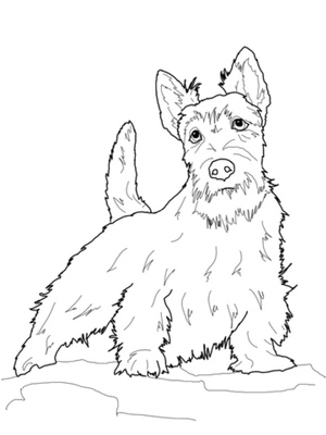 Página para Colorir Página para Colorir de Scottish Terrier