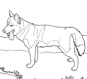 Página para Colorir Husky Siberiano Canino