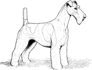 Página para Colorir Fox Terrier de Pelo Duro