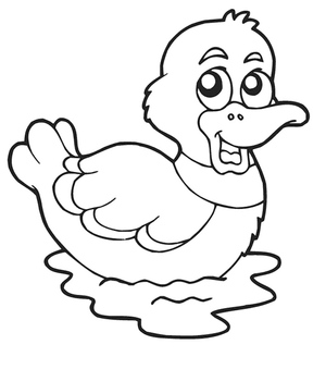 Um patinho nada no lago tranquilo