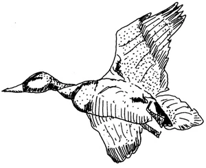 Página para Colorir Página para Colorir Pato Voando Livremente