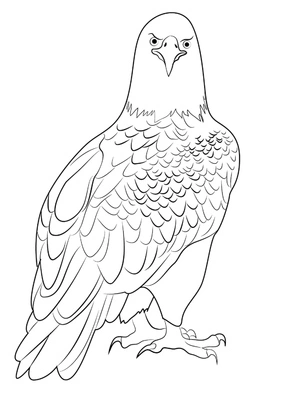 Página para Colorir Design de uma Águia Majestosa, enfatizando a liberdade