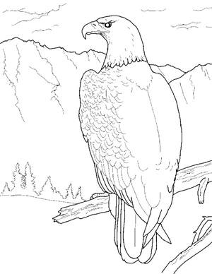 Página para Colorir Águia na Natureza