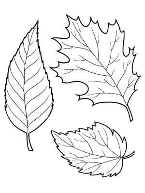 Página para Colorir Página para Colorir Folhas de Outono para Imprimir Grátis