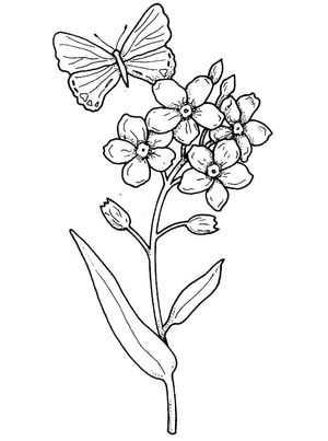 Borboleta Simples com Flor
