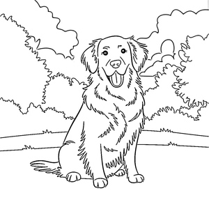 Golden Retriever Clássico