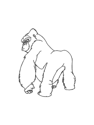 Gorila