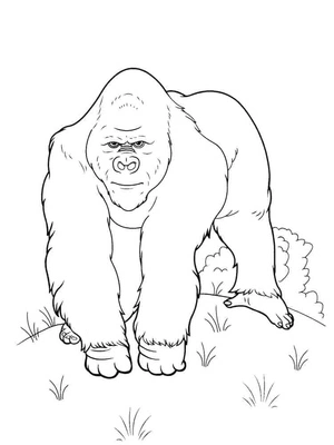 Página para Colorir Gorila Gigante