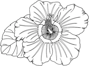 Página para Colorir Página para Colorir Flor de Hibisco Grátis