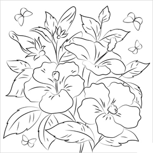 Hibisco