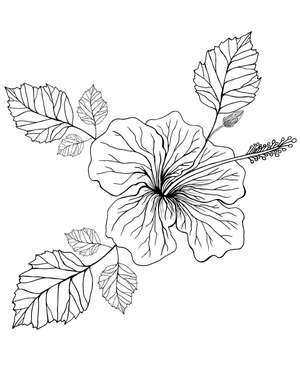 Página para Colorir Hibisco Maravilhoso