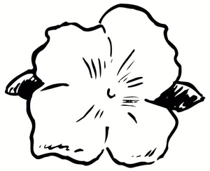 Hibisco em Abril