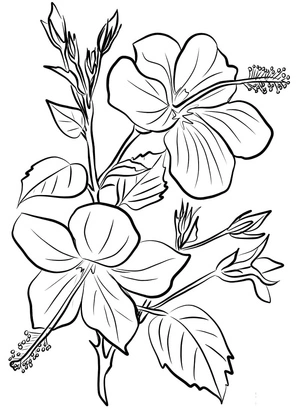 Página para Colorir Deslumbrante Flor de Hibisco
