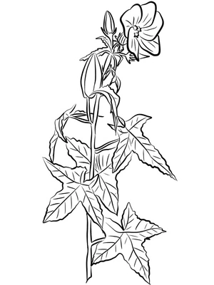 Página para Colorir Hibisco Anual