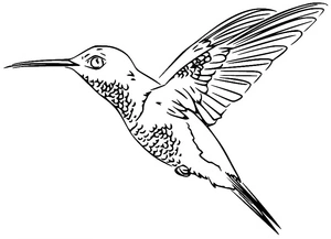 Página para Colorir Beija-flor Autêntico