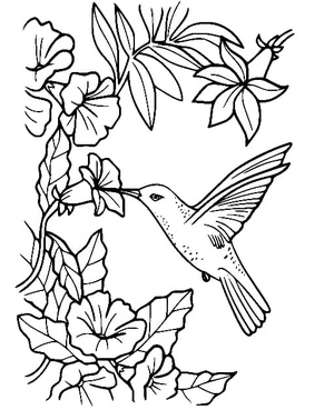 Página para Colorir Beija-flor Impecável