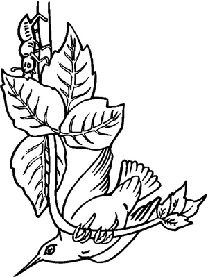 Beija-flor