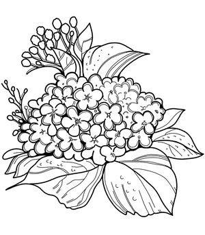 Hortênsia Encantadora