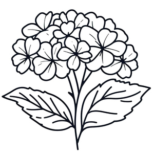 Página para Colorir Flor de Hortênsia para Imprimir