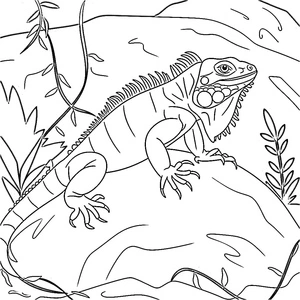 Página para Colorir Iguana Comum