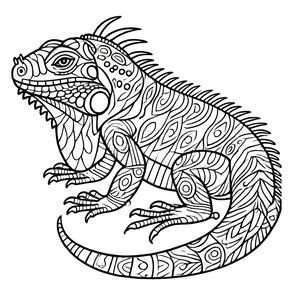 Iguana Maravilhosa
