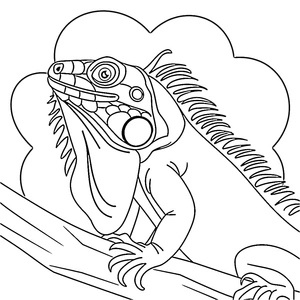 Página para Colorir Página para Colorir de Iguana para Imprimir