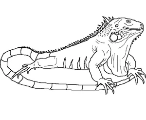 Página para Colorir Iguana em Estilo Realista