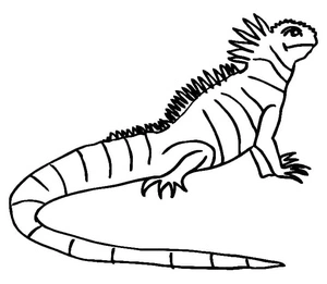 Página para Colorir Imagem de uma Iguana