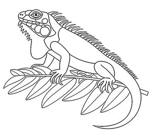 Página para Colorir Página para Colorir de Iguana Grátis para Imprimir