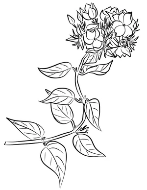 Página para Colorir Página para Colorir de Flor de Jasmim
