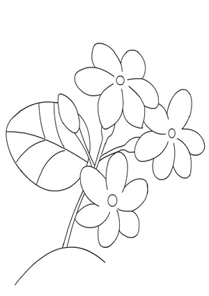 Página para Colorir Flores de Jasmim