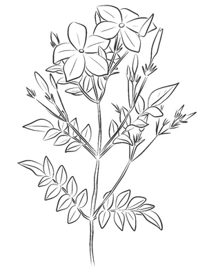 Página para Colorir Imagem de uma Flor de Jasmim