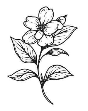 Beleza Flor de Jasmim